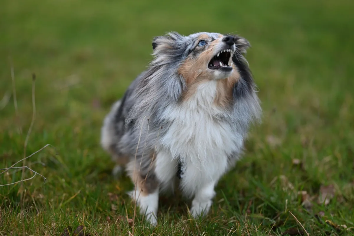 A Shetland Sheepdog barking upward on a green lawn, the photo used for the Grok Imagine test